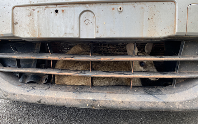 wallaby stuck in grill of car